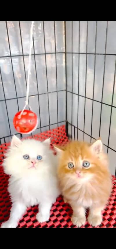 Persian female kitten for sale WhatsApp number 03134937460