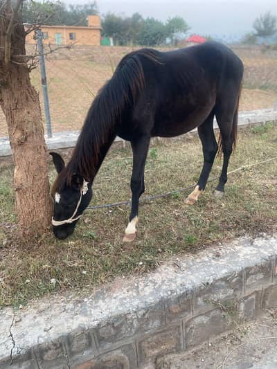 mushka 5 kaliyan 18 months age wchera