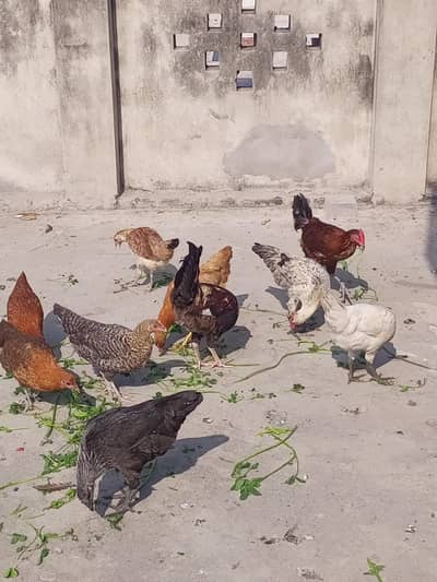 hen's for sale location Gujranwala