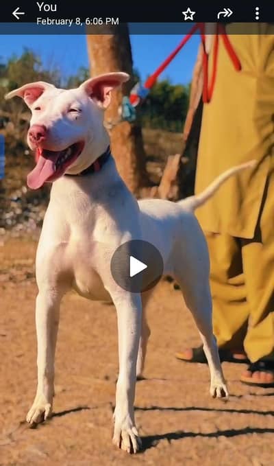 kohati gultair female a1 kolite