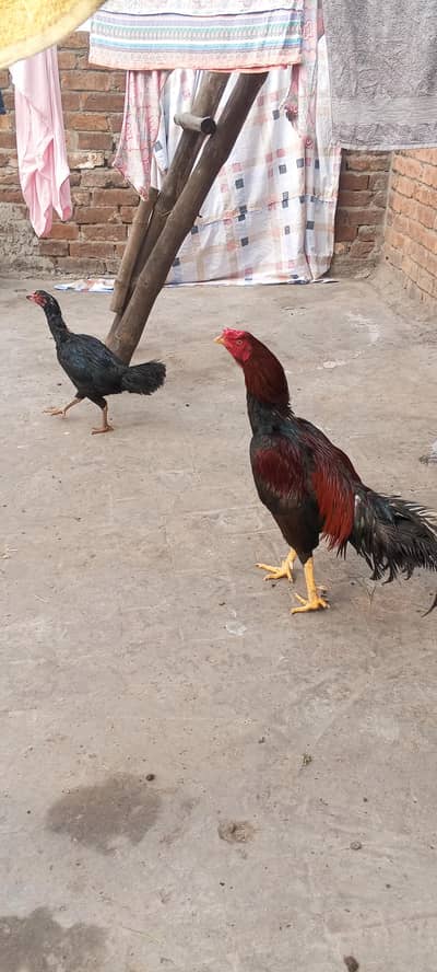 mianwali pair aseel