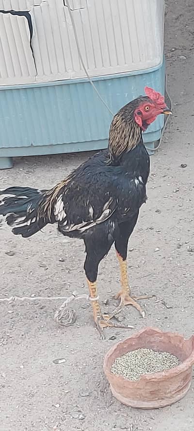 Black aseel shamo roaster