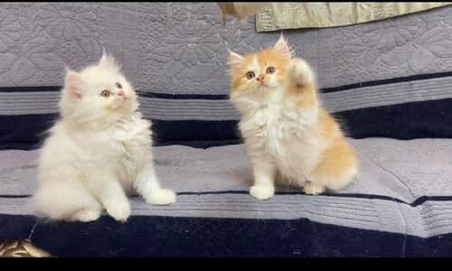 Persian good breed kittens avail. WhatsAp=O310-3699468
