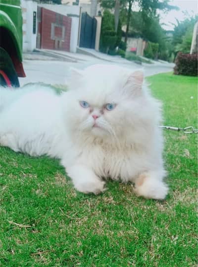 Persian Male for Mating cross