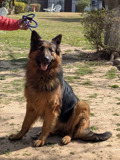 German shepherd long coat male and Labora biscuits clr