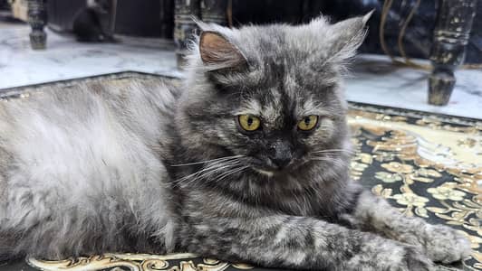 Persian Cat