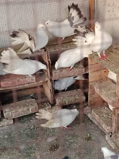 11 pairs Han 2000 per Pair Price Little Negotiable  0316-4994865