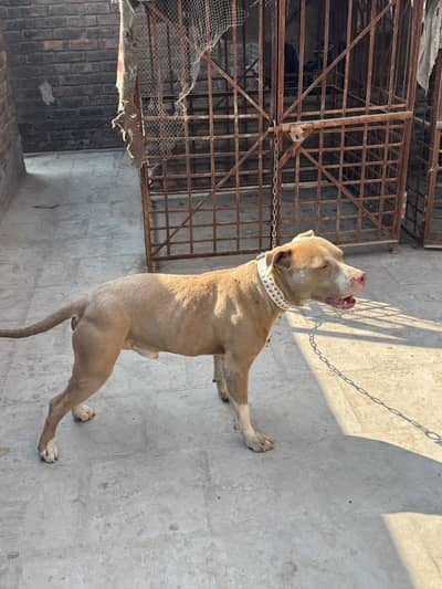 American pitbull | pedigree American pitbull for sale