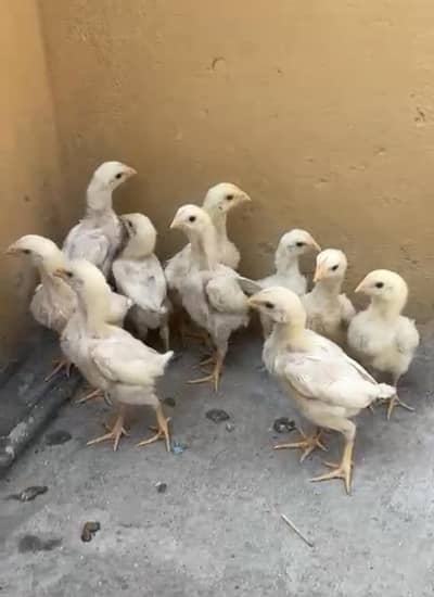 white oh shamo chicks for sale