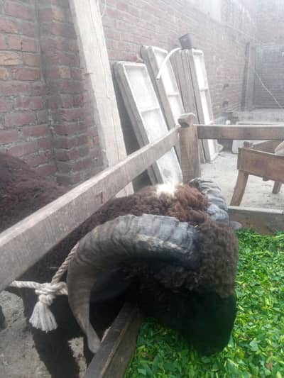 livestock animal for sale