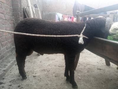 livestock animal black long tail for sale