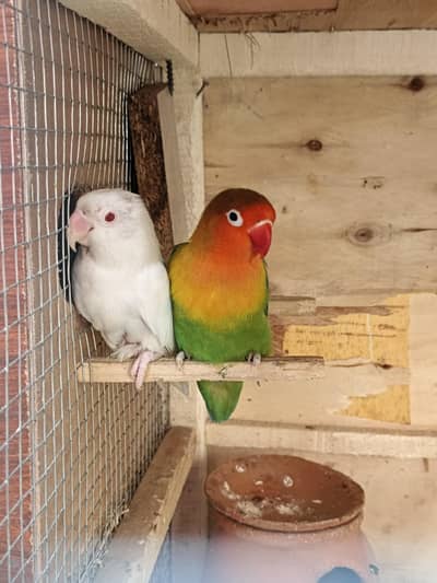 lovebirds and budgies