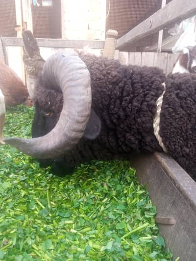 livestock animal for sale