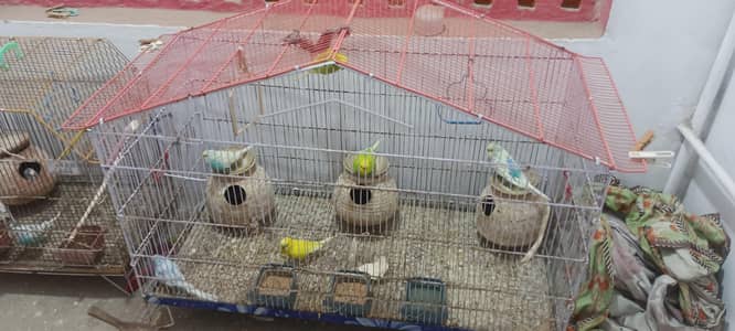 Budgie, group