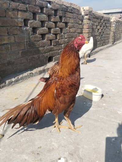 Quality Peela Aseel Patha For Sale Watsap No 03224527567