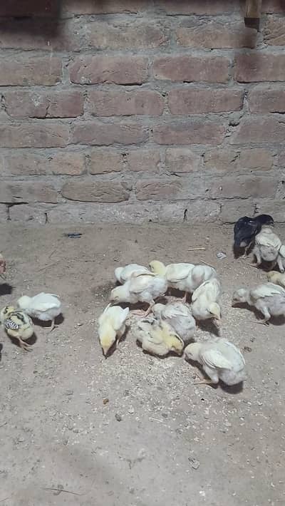 paper with aseel cheks