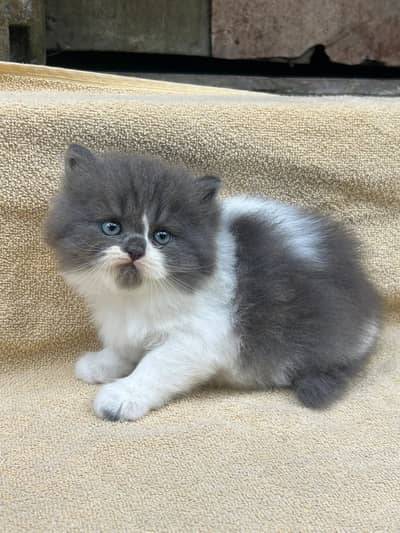 Persian kitten Healthy And Active WhatsApp03278995700