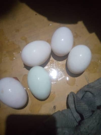desi ducks eggs available hain