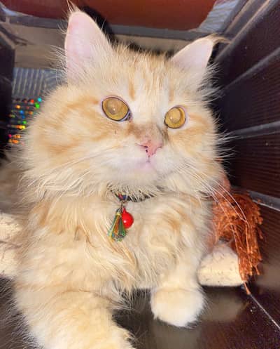 Tripple coat Percian male cat