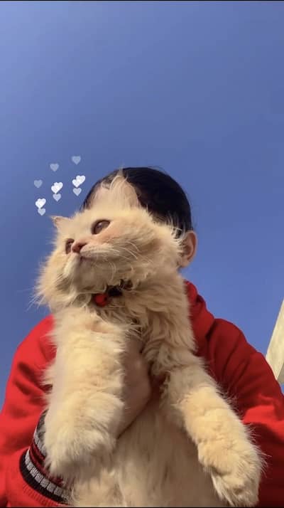 Tripple coat Percian male cat