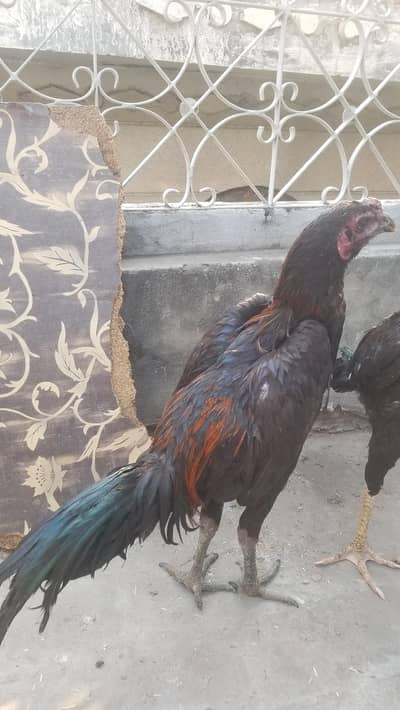 pure dragon black skin patha.