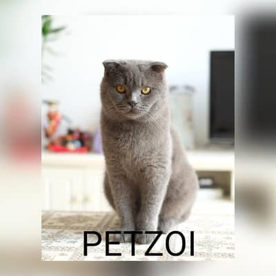 Scottish fold kitten