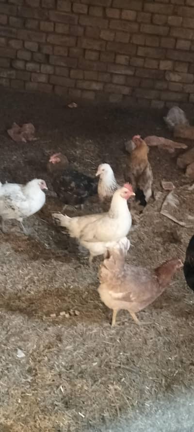 egg  laying desii hens for sale price 1800 03296032799