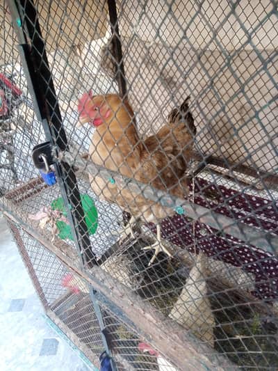 Selling Hens