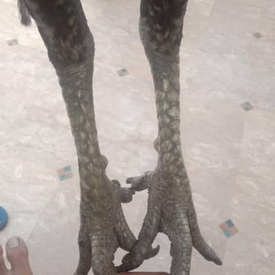 Dragon patha age 11 months black skin