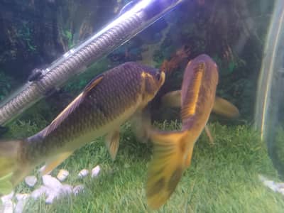 KOI Fish Pair For Sale