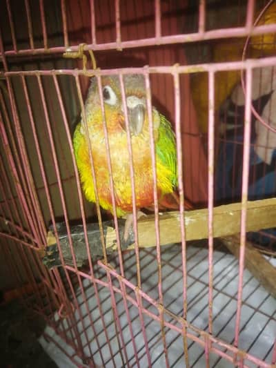 Yellow sided conure chiks