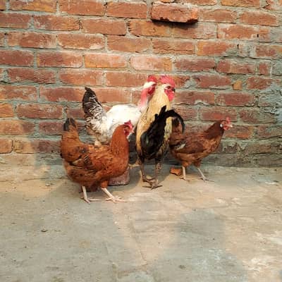 gar ki Pali murgiya for sale