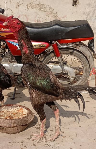 Thai aseel | Aseel mugha | Thai Patha | Thai murgha