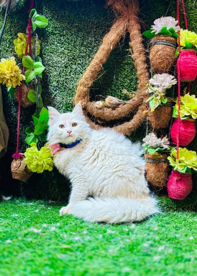 All CAts And kittens Aviable