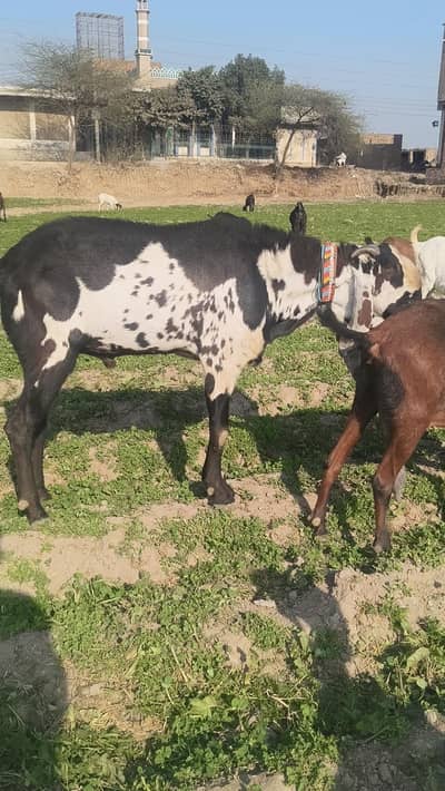 ڈی ٹائپ شالیمار پارک فیصل آباد