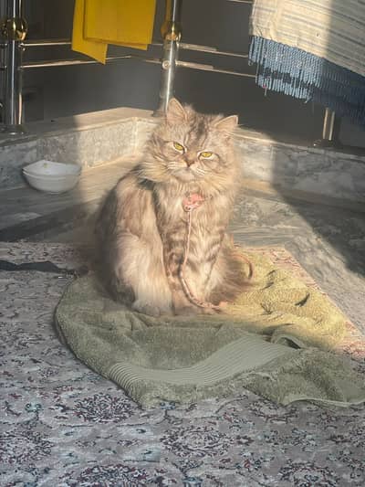 Persian cat