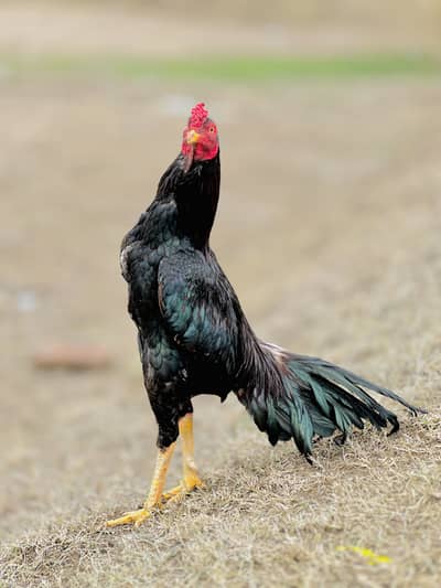 Bhout outclass cheez hai