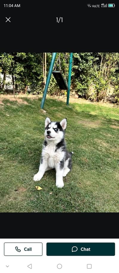 Siberian husky puppy