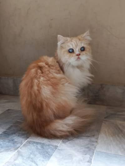 Persian triple coated fawn and white colour female for sale 1 year age