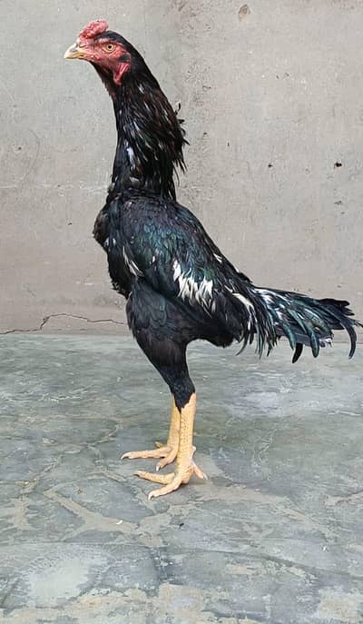 Pure Japanese O shamo Male Female pathy Available japanese shamo