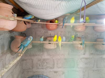 bajri parrot adult breeders pairs  03181157767