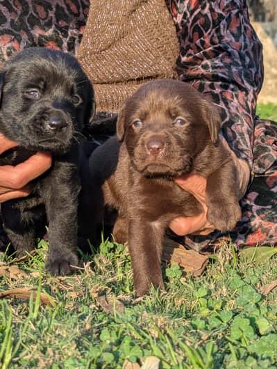 chocolate & Black Labrador Puppys