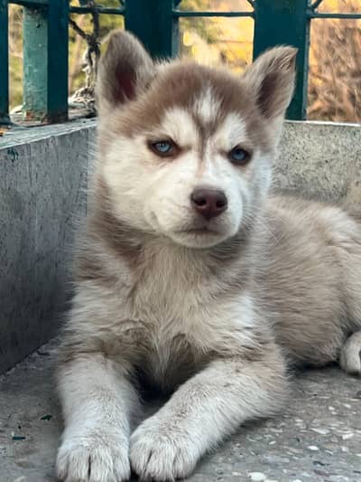 Siberian husky