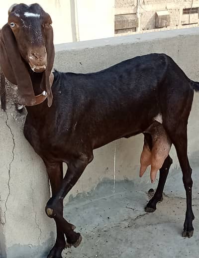 Blood line nagra betal with male female kids