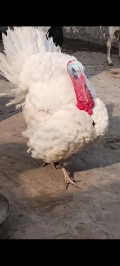 Turkey birds egg laying for sale03266147527  WhatsApp only