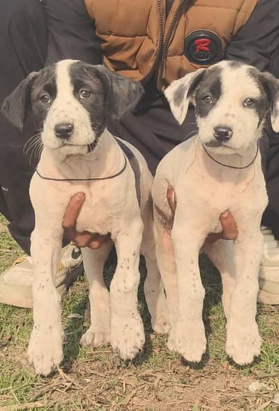 bully gultair pair for sale