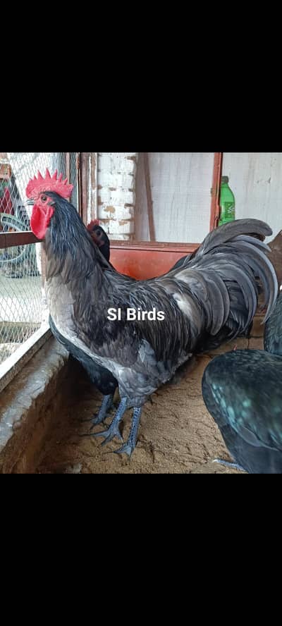 Heritage Australorp |black & blue Australorp chicks |eggs |Australorp