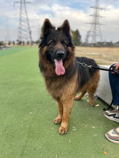 german shephered  black mask male