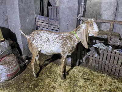 Makki cheeni Bakri with female path