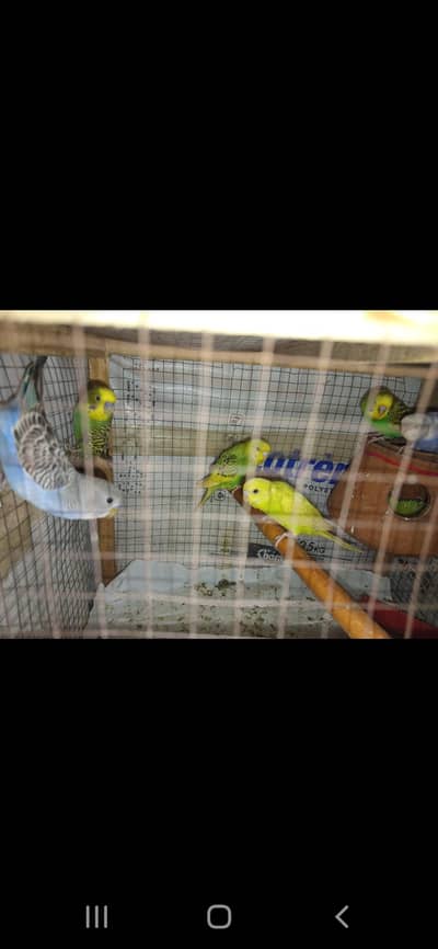 19 bird h 10 female or 9 male